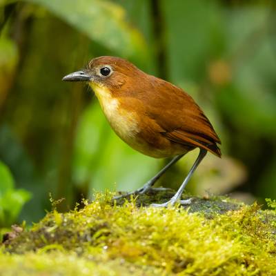 Yellow-breasted antpitta