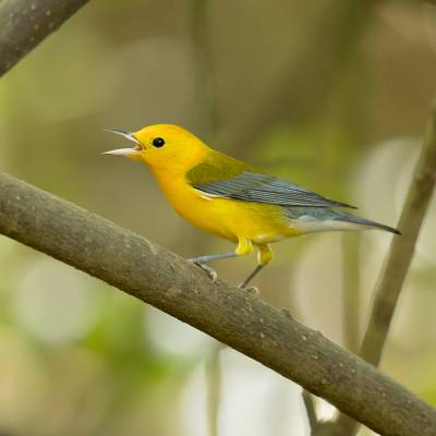 Prothonotary warbler