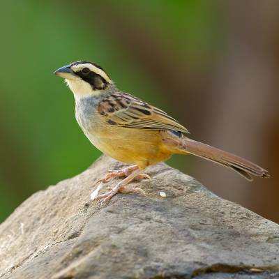 Stripe-headed sparrow