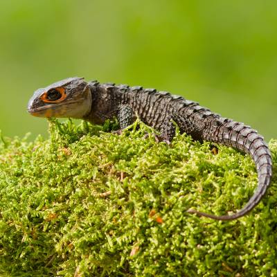 White-eyed crocodile skink