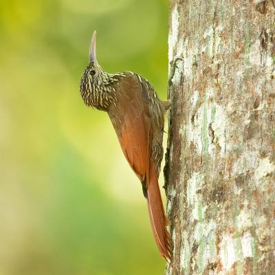 Streak-headed woodcreeper