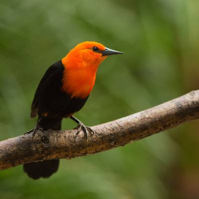 Scarlet-headed blackbird