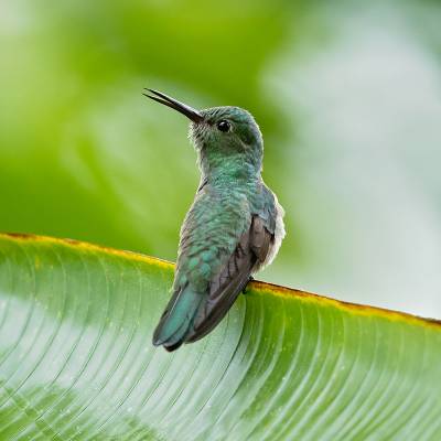 Scaly-breasted hummingbird