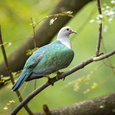 Green imperial pigeon