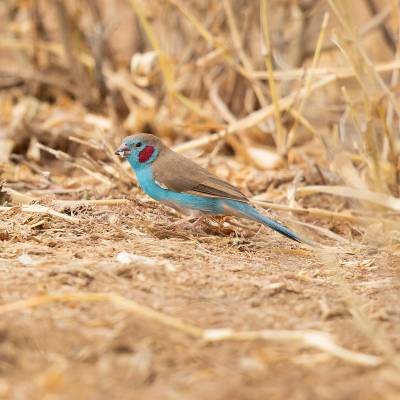Red-cheeked cordon-bleu