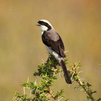 Grey-backed fiscal