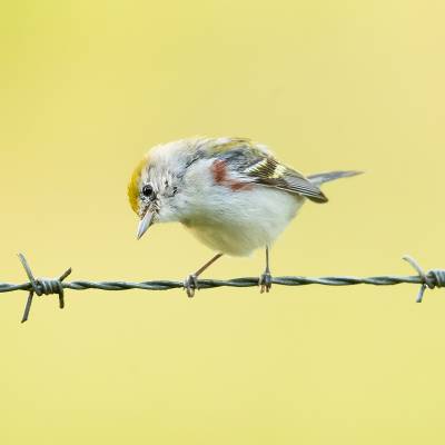Chestnut-sided warbler