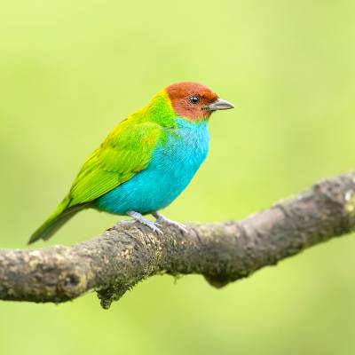 Bay-headed tanager