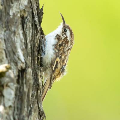 Eurasian treecreeper