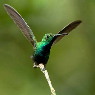 Green-breasted mango