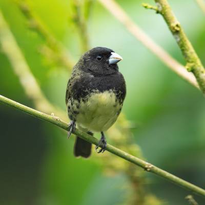 Yellow-bellied seedeater
