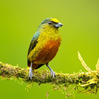 Olive-backed euphonia