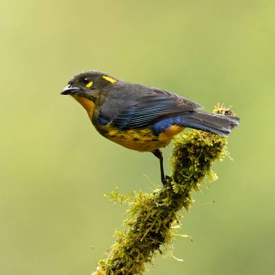 Lacrimose mountain tanager