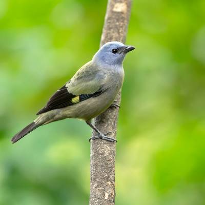 Yellow-winged tanager