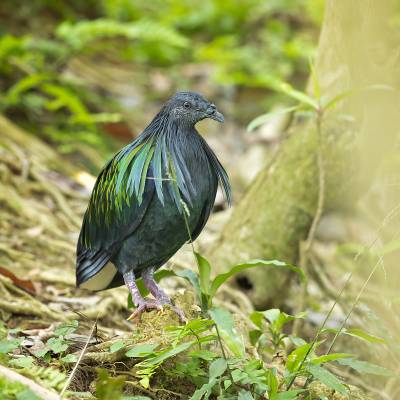 Nicobar pigeon
