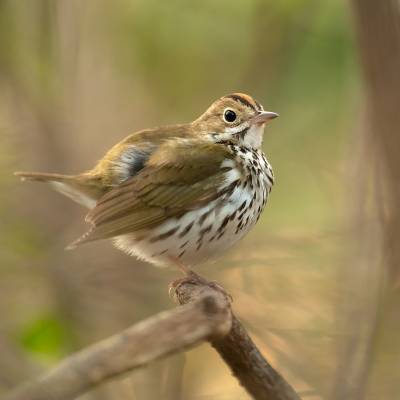 Ovenbird