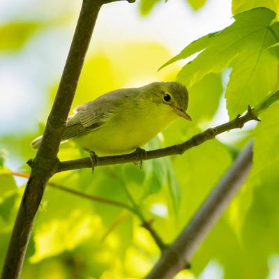 Icterine warbler