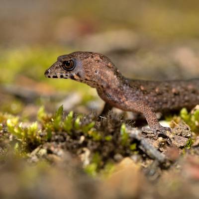 Yellow-spotted gecko