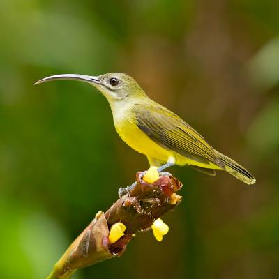 Little spiderhunter