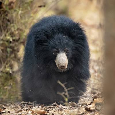 Sloth bear