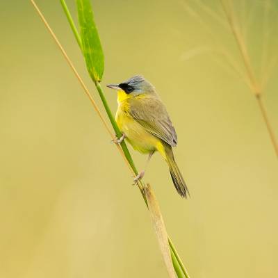 Grey-crowned yellowthroat