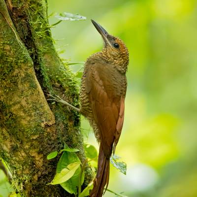 Northern barred woodcreeper