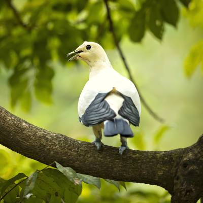 Pied imperial pigeon