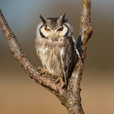 Northern white-faced owl