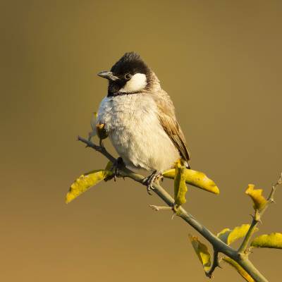 White-eared bulbul