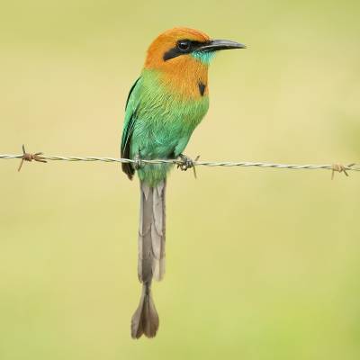 Broad-billed motmot