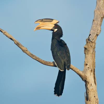 Malabar pied hornbill