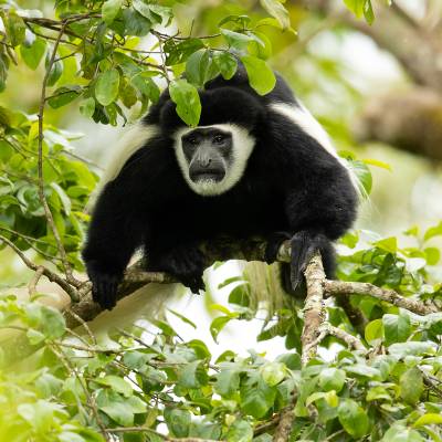 Mantled guereza