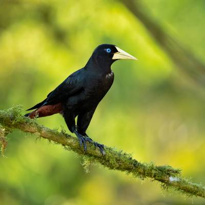 Crested oropendola