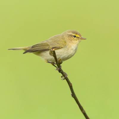 Common chiffchaff