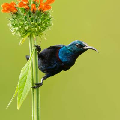 Purple sunbird