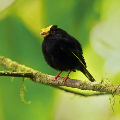 Golden-winged manakin