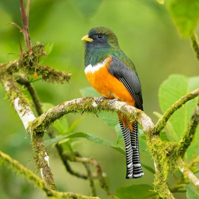 Collared trogon
