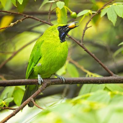 Lesser green leafbird