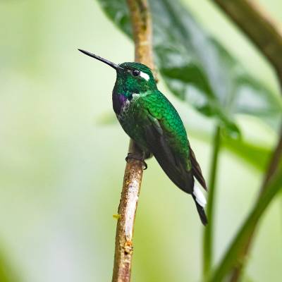 Rufous-vented whitetip