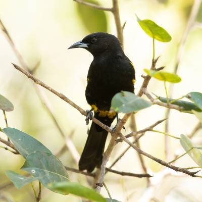 Cuban oriole
