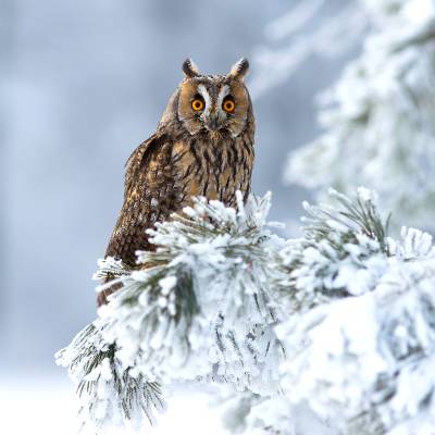 Long-eared owl