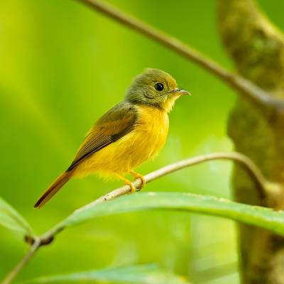 Ruddy-tailed flycatcher