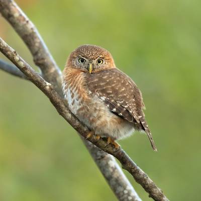 Cuban pygmy owl
