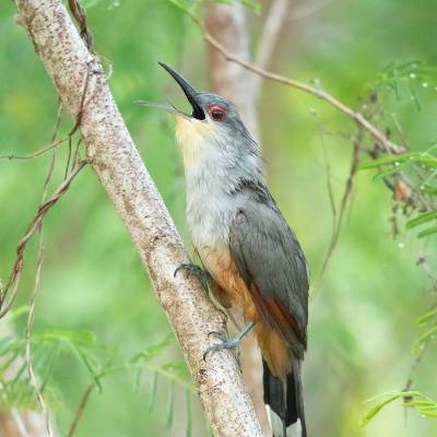 Hispaniolan lizard cuckoo