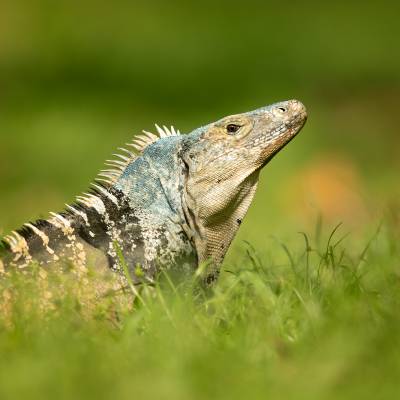 Black iguana