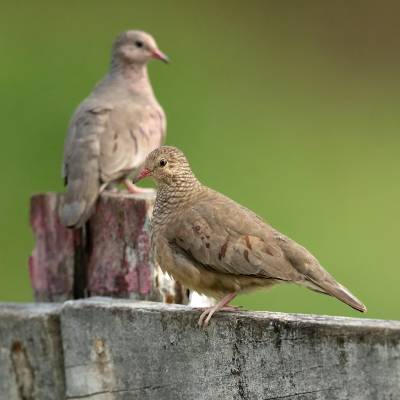 Common ground dove