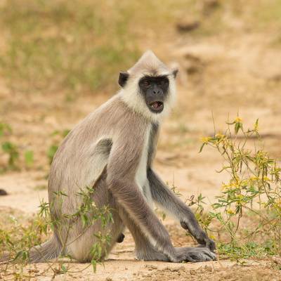 Northern plains gray langur