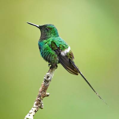 Green thorntail