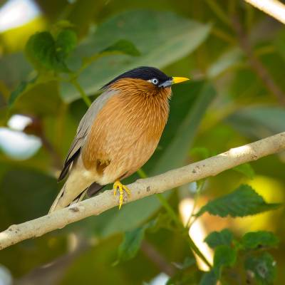 Brahminy starling