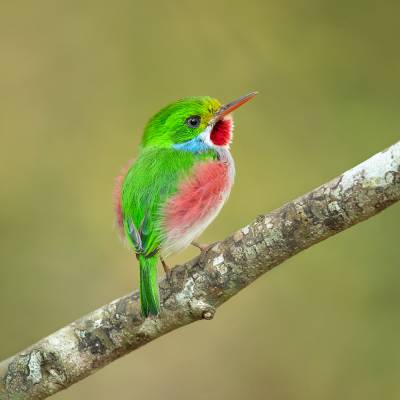 Cuban tody